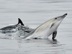 dolphins